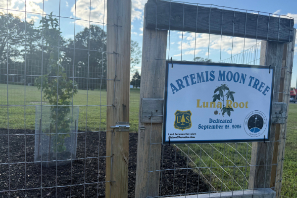 Picture of tree that was just planted. 