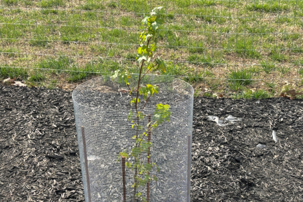 A newly planted tree.
